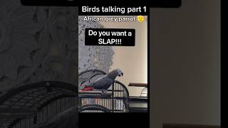 Birds talking part 1animals soundshorts shortvideo [upl. by Yelyak]