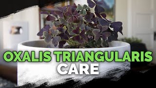 Oxalis Triangularis Care Purple Shamrock A Houseplant You Can Eat [upl. by Ocsicnarf267]