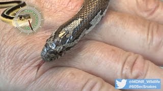 60Second Snakes The Eastern Milk Snake [upl. by Noraed]