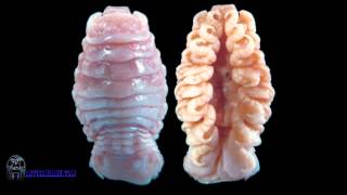 Cymothoa Exigua aka the tongueeating louse [upl. by Lauralee915]