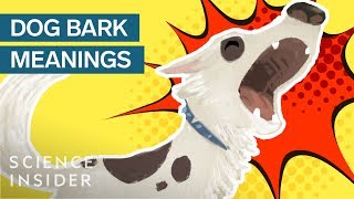 What Different Dog Barks Mean [upl. by Barcus]