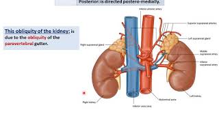 Anatomy of the Kidneys  Dr Ahmed Farid [upl. by Cressi]