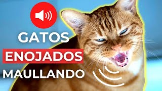 SONIDOS de GATOS ENOJADOS MAULLANDO 🐱 Sonidos de Gato Enojado [upl. by Melisande]