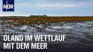 Steigender Meeresspiegel Eine Hallig vor dem Aus  Die Nordreportage  NDR Doku [upl. by Thorpe]