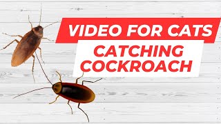 Cat Games Realistic Cockroaches on Screen Video for Cats [upl. by Tat]