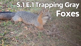 S1 E1 Trapping Gray Foxes [upl. by Rawdan]