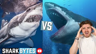 Great White Shark VS Megalodon [upl. by Aveer]