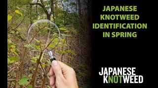 How to Identify Japanese Knotweed in Spring [upl. by Ylyl]