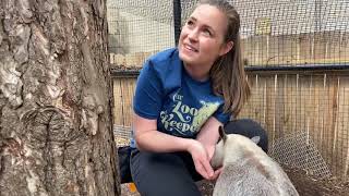 Home Safari – Isla the tamandua– Cincinnati Zoo [upl. by Benisch]