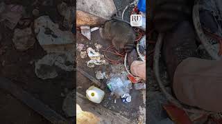 Guy Rescues Raccoon Stuck Inside Dumpster [upl. by Nauqahs]