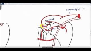 anastomosis around shoulder joint DR SAMEH GHAZY [upl. by Yartnod]