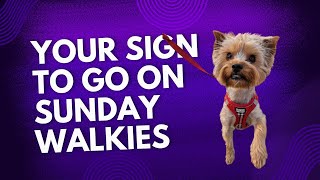 This is your sign to take your doggy on Sunday walkies 💗 [upl. by Kellene]