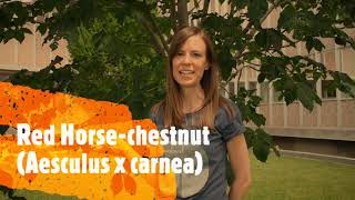 How to Identify Horsechestnuts and Buckeyes [upl. by Gilda111]