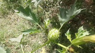 quotUnveiling Datura Stramonium The Enigmatic Jimson Weedquot [upl. by Jenne478]