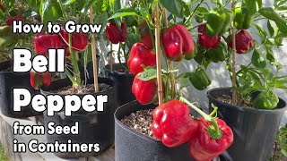 How to Grow Bell Peppers from Seed in Containers  Easy planting guide [upl. by Ahsimal]