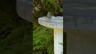 House Finch loves the birdbath birds [upl. by Ardisj]