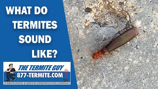 What do termites sound like Listen carefully [upl. by Sybley769]