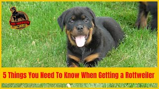 5 Things You Need To Know When Getting a Rottweiler Puppy [upl. by Naruq]