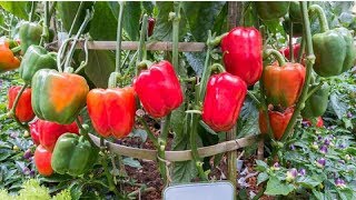 7 Tips For You To Grow Garden Full Of Peppers [upl. by Gnut]