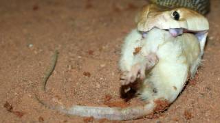 Taipan Feeding Australian Coastal Taipan [upl. by Hastings459]