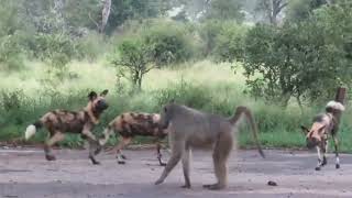 African wild dog vs baboonsBaboons fighting other animals baboon tiger lion [upl. by Sylvie198]