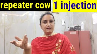 lagatar🔥 heat mein rehne wali COW 🐮 BEST 💯 treatment हिंदी में [upl. by Thibaut]