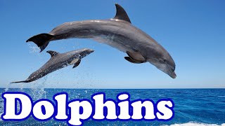 Dolphins  Smartest Animals in the Sea  Animal of the Day  Educational Animal Videos for Kids [upl. by September146]