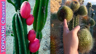 10 Frutos de Cactus que son Comestibles [upl. by Meares]