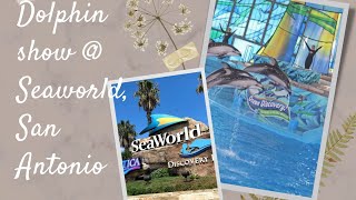 SeaWorld Goldcoast Dolphin Deep Water Adventure 2017 [upl. by Gilberte]