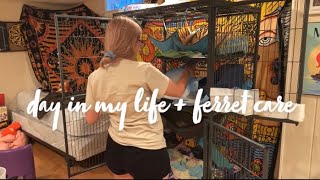 A Day in My Life  Ferret Care [upl. by Itisahc716]