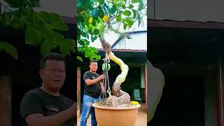 the Secrets of Chinese Bonsai Soil pH Balance bonsai bonsaistyling nature automobile [upl. by Kiele]