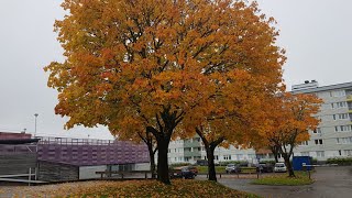 Orange Sweden🇸🇪 [upl. by Raf]