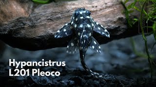 Rare Pleco  L201 Hypancistrus contradens  Wild Caught Breeding Group [upl. by Aleetha270]