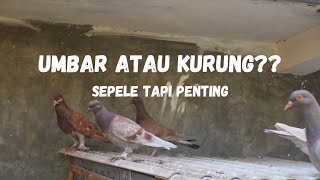 MERPATI BAIKNYA DIUMBAR ATAU DIKURUNG [upl. by Adas]