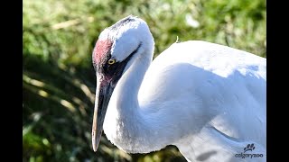 Whooping Crane Mating Dance [upl. by Jorgan]