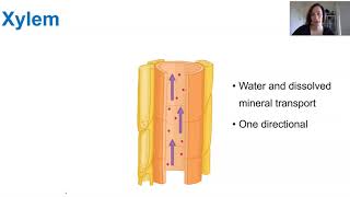 Transportation in vascular plants [upl. by Nee]