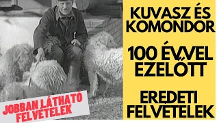 KUVASZ ÉS KOMONDOR  100 évvel ezelőtt Javított felvétel [upl. by Kyla]