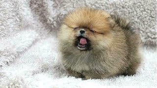 PUPPIES BARKING  Cute Puppy Barking Videos Compilation  DOGS BARKING VIDEOS [upl. by Apgar330]