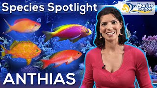 Species Spotlight ANTHIAS  With Hilary Marine Biologist of WaterLogged [upl. by Einohpets]