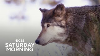 How the reintroduction of wolves is impacting Colorado [upl. by Aikemaj]