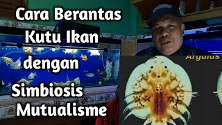 Cara Berantas Kutu Ikan dengan Simbiosis Mutualisme [upl. by Cornela616]