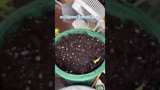 Full Cycle of a Thunbergia Plant Start to Finish shorts [upl. by Adnalay]