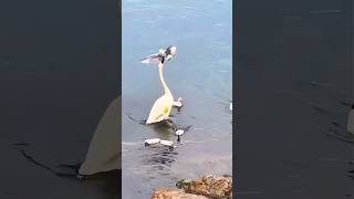 Power of mother swan swan mother animalvideos funnyanimals birds duck hen pet petshop ai [upl. by Selima665]