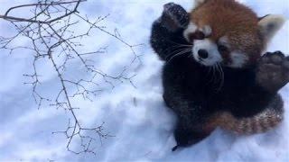 Red Pandas Play in the Snow [upl. by Clara20]