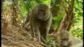 Baboons vs chimpanzees  BBC wildlife [upl. by Airdnas]