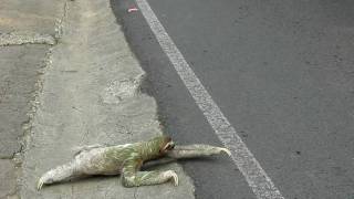 Threetoed sloth crossing the road in Costa Rica [upl. by Hibbert]