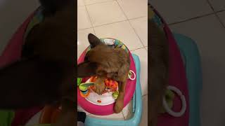 🐶👍🏼you have baby but I have Rusty❤️🐶 funny cutebaby baby funnycute funnymoment [upl. by Imeon771]