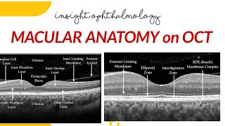 NORMAL MACULAR ANATOMY ON OCT [upl. by Atiuqaj]