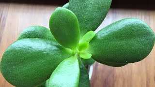 Propagating Jade Plant From Leaf Cuttings Part03 More Plants [upl. by Siloa]