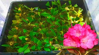 I rooted Rhododendron cuttings in under 4 weeks no mist no heat at home  How To [upl. by Jacob]